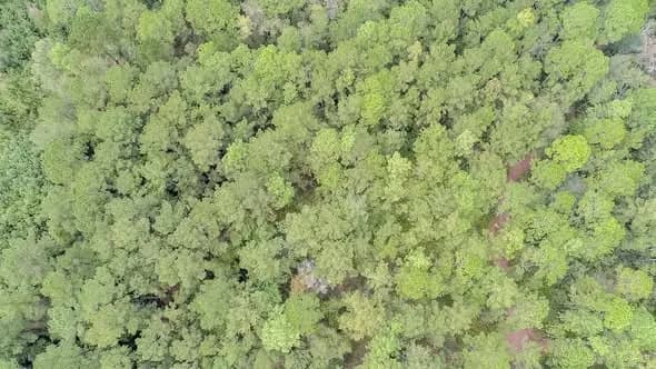 Land in Effingham County, Georgia — photo 3 of 8